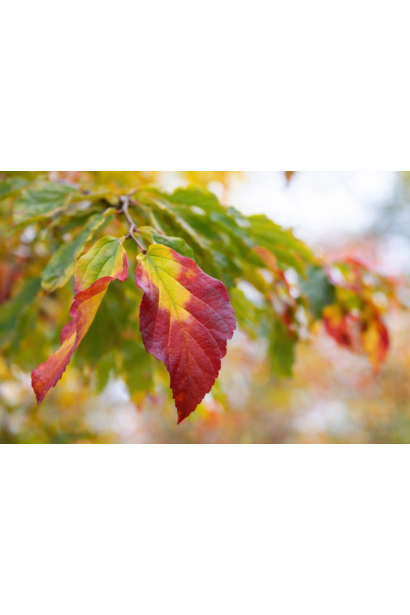 Парротія Bella фото